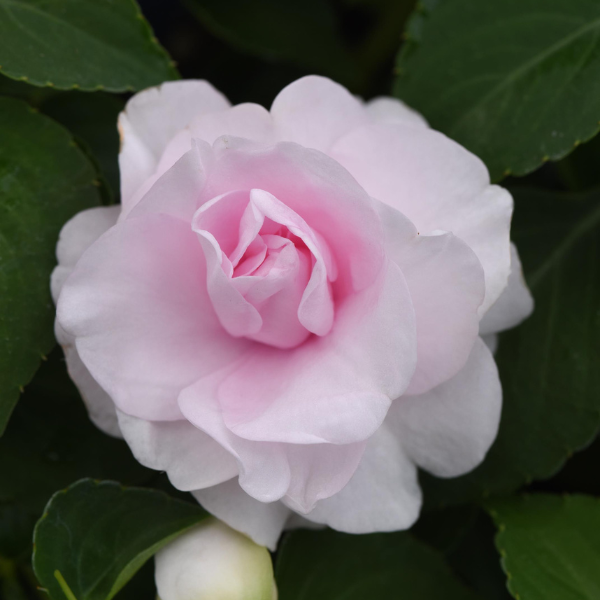 Double Impatiens walleriana 'Glimmer Appleblossom'