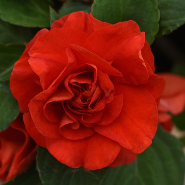 Double Impatiens walleriana 'Glimmer Bright Red'