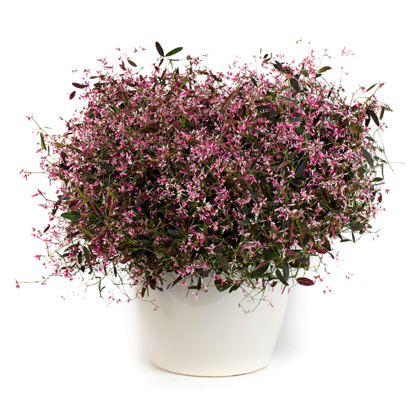 Euphorbia hypericifolia 'Euphoric Starblast Pink'