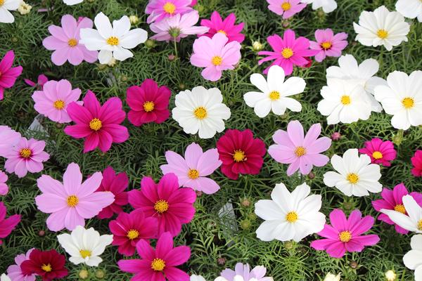 Cosmos bipinnatus 'Sonata Mix'