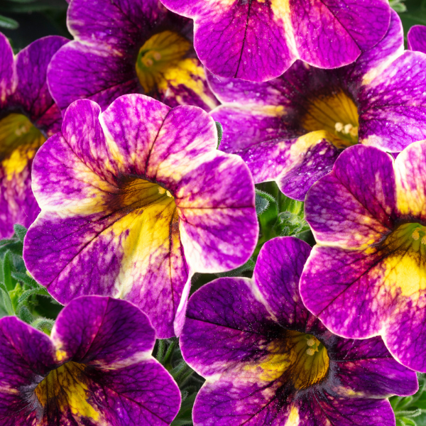Calibrachoa hybrida 'Chameleon Blackberry Pie'