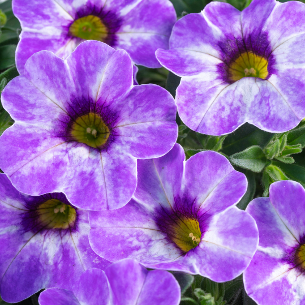 Calibrachoa hybrida 'Chameleon Frozen Ice'