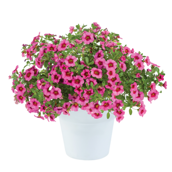 Calibrachoa hybrida 'Eyeconic Pink'