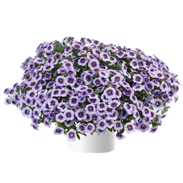 Calibrachoa hybrida 'Eyeconic Purple'