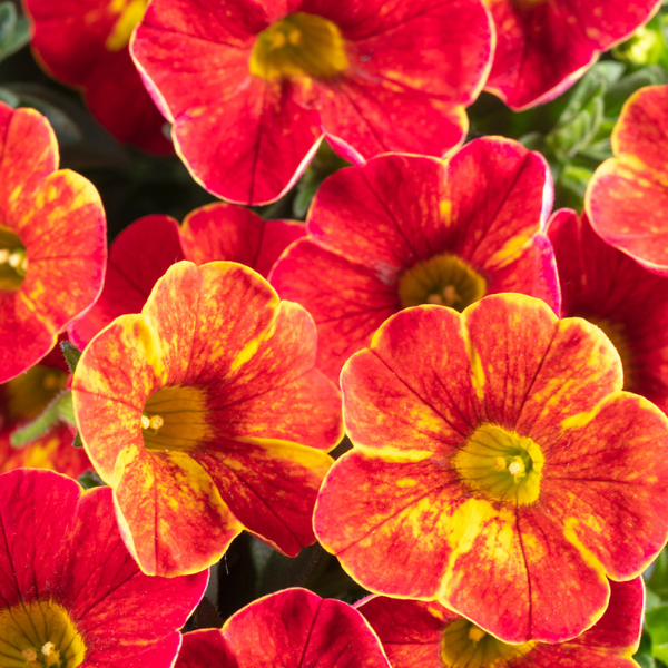 Calibrachoa hybrida 'Firewalker'