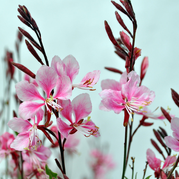 Gaura lindheimeri 'Bantam Pink'