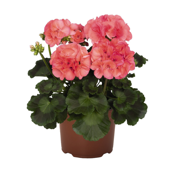 Geranium Hybrid 'Big EEZE Coral'