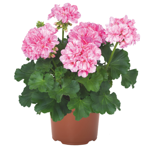 Geranium Hybrid 'Big EEZE Pink Batik'