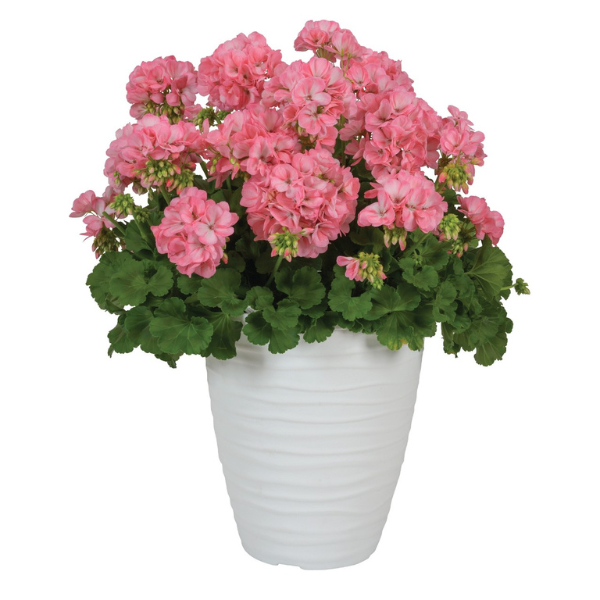 Geranium Hybrid 'Big EEZE Sakura'