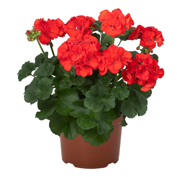 Geranium Hybrid 'Big EEZE Scarlet'