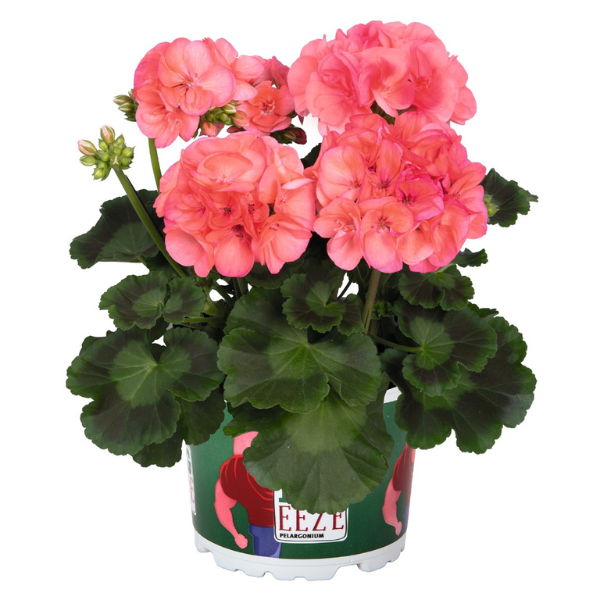 Geranium Hybrid 'Big EEZE Watermelon'