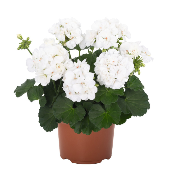 Geranium Hybrid 'Big EEZE White'