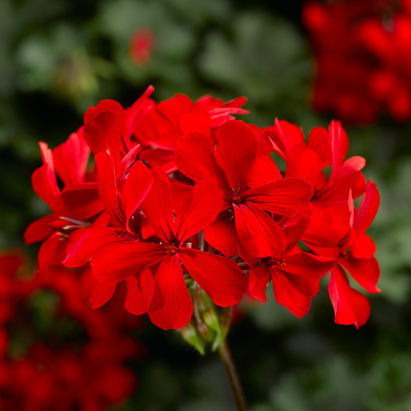 Geranium Hybrid 'Caldera Red'