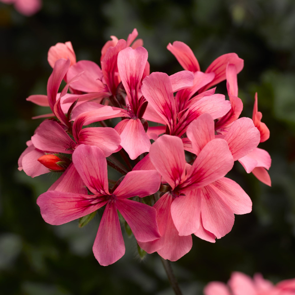 Geranium Hybrid 'Caldera Salmon'