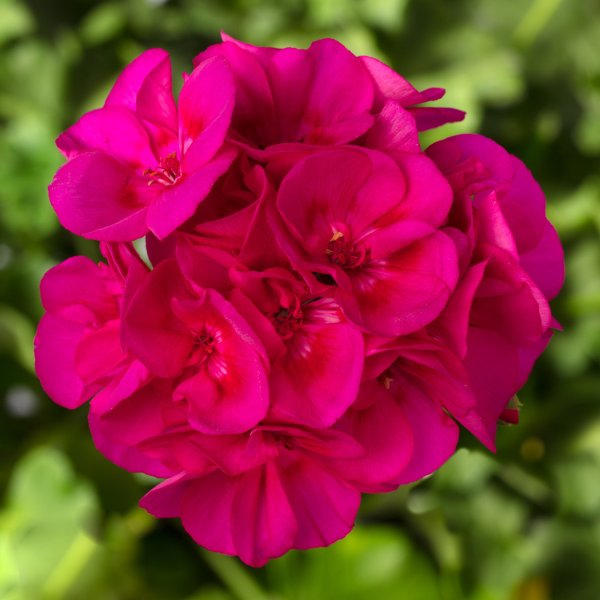 Geranium Hybrid 'Calliope Medium Bright Rose'