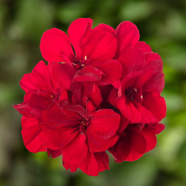 Geranium Hybrid 'Calliope Medium Dark Red Dark Leaf'