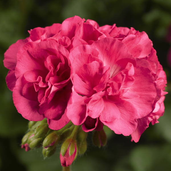 Geranium Hybrid 'Calliope Medium Salmon'