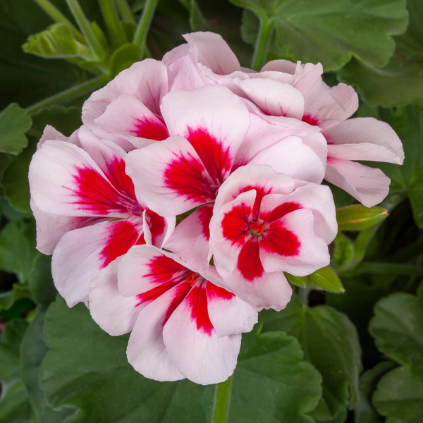 Geranium Hybrid 'Calliope Medium White Splash'