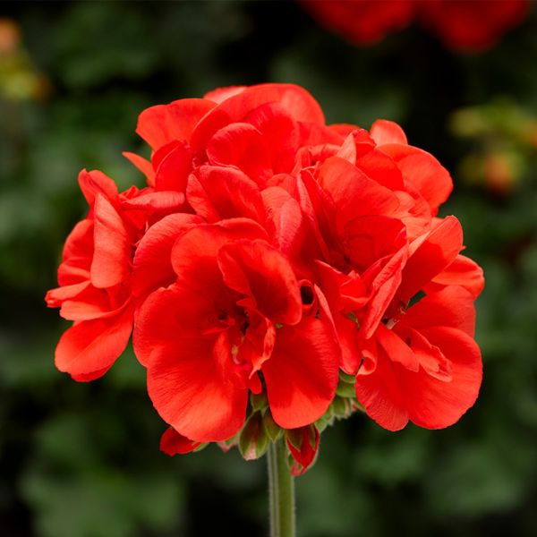 Geranium Hybrid 'Moxie Orange'