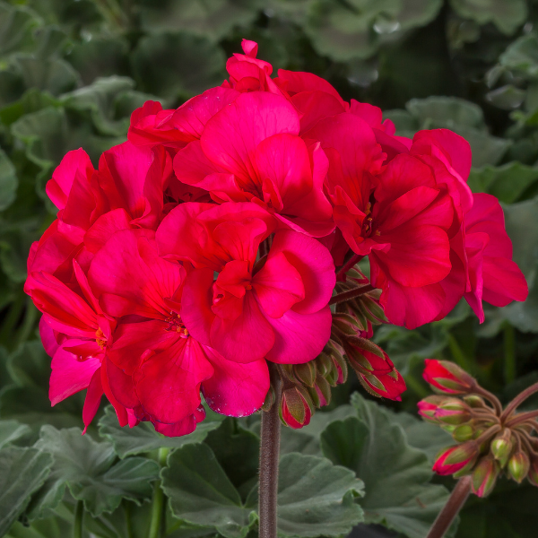 Geranium Hybrid 'Moxie Violet'