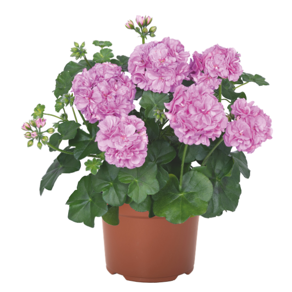 Geranium Ivy pelargonium peltatum 'Great Balls of Fire Lilac'