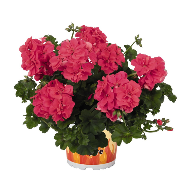 Geranium Ivy pelargonium peltatum 'Great Balls of Fire Melon'