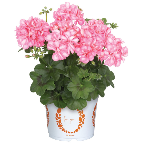 Geranium Ivy pelargonium peltatum 'Great Balls of Fire Salmon Bicolor'