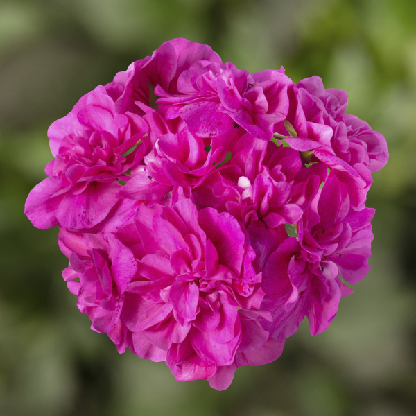 Geranium Ivy pelargonium peltatum 'Ivy League Amethyst'