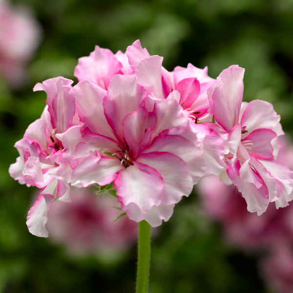 Geranium Ivy pelargonium peltatum 'Ivy League Cherry Blossom'