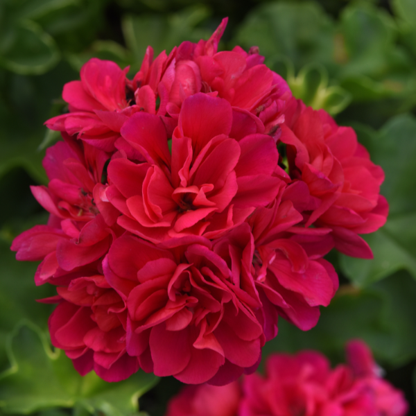 Geranium Ivy pelargonium peltatum 'Royal Hot Pink'