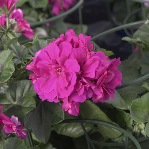 Geranium Ivy pelargonium peltatum 'Royal Purple'