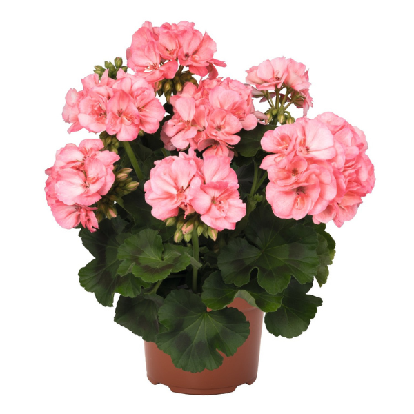 Geranium Zonal pelargonium zonale 'Maestro Idols Salmon Splash'