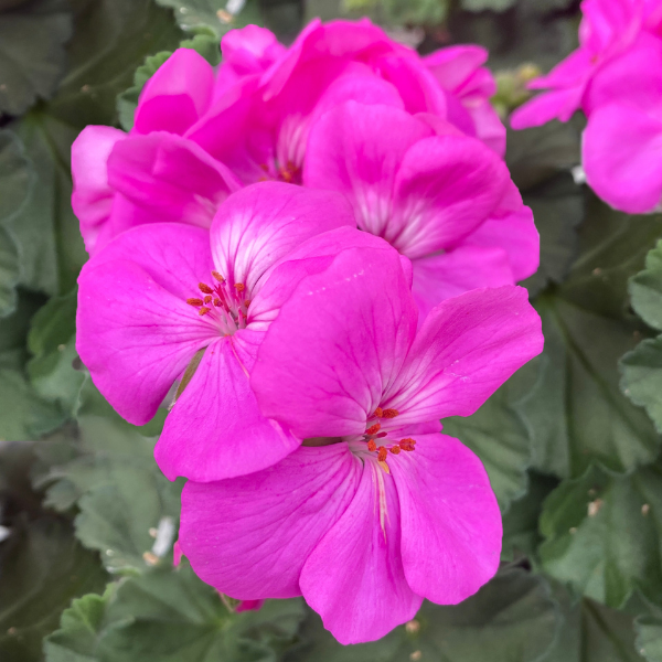 Geranium Zonal pelargonium zonale 'Moonlight Ice Blue'