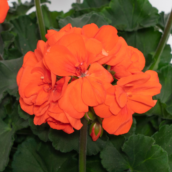 Geranium Zonal pelargonium zonale 'Moonlight Orange 26'