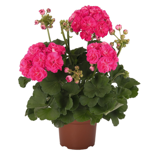 Geranium Zonal pelargonium zonale 'Patriot Rosalinda'