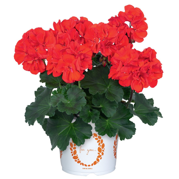Geranium Zonal pelargonium zonale 'Savannah Bright Red'