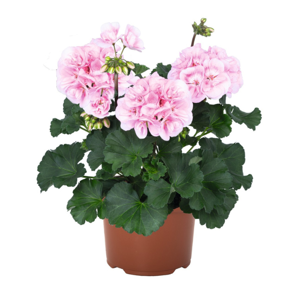 Geranium Zonal pelargonium zonale 'Savannah Pink Shades'