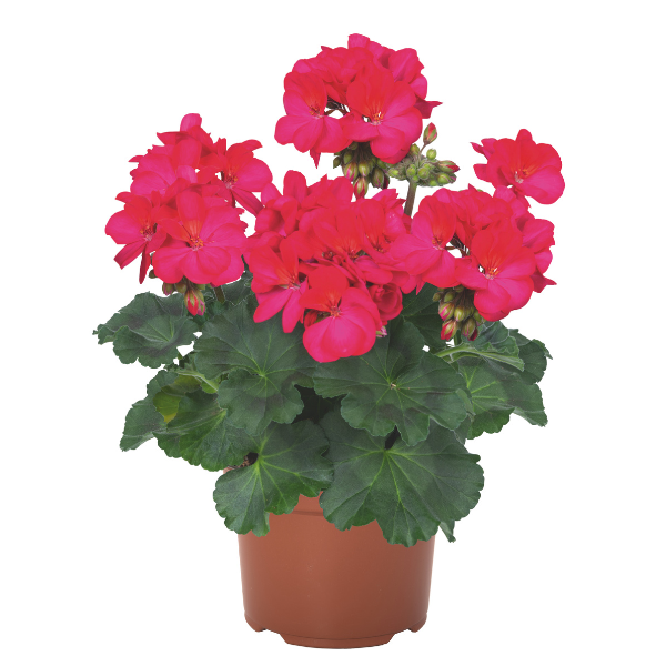 Geranium Zonal pelargonium zonale 'Savannah Neon'