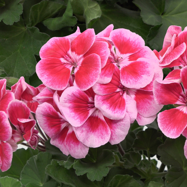 Geranium Zonal pelargonium zonale 'Sunrise Ruby Fringe'