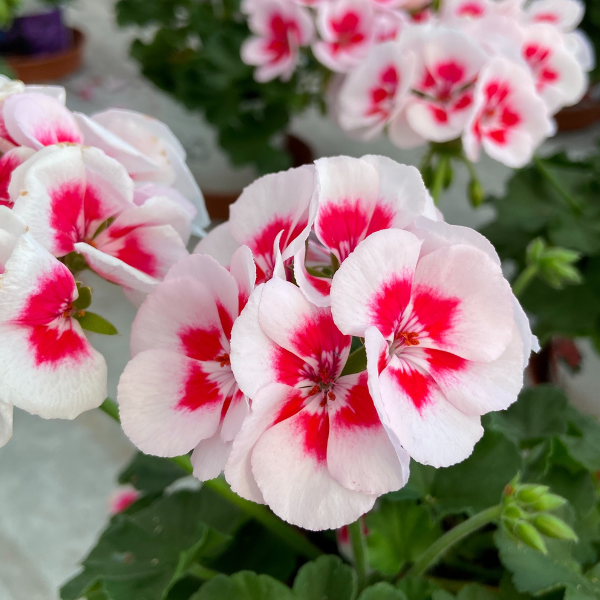 Geranium Zonal pelargonium zonale 'Sunrise White Zest'