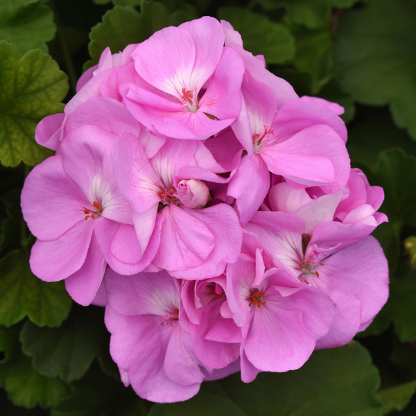 Geranium Zonal pelargonium zonale 'Sunrise Lavender'