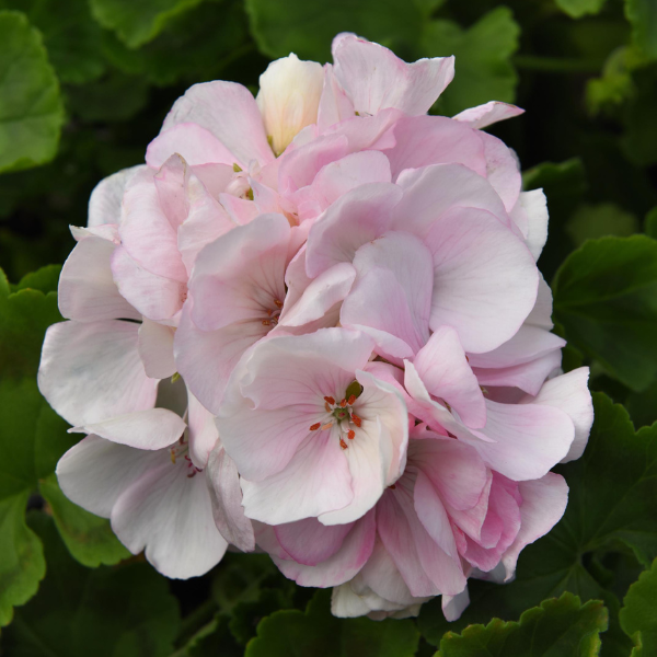 Geranium Zonal pelargonium zonale 'Sunrise Appleblossom'