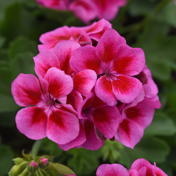 Geranium Zonal pelargonium zonale 'Sunrise Purple w/Big Eye'
