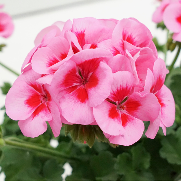 Geranium Zonal pelargonium zonale 'Sunrise Rose w/Big Eye'