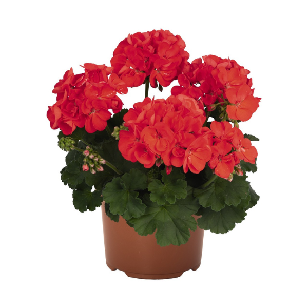 Geranium Zonal pelargonium zonale 'Survivor Orange'