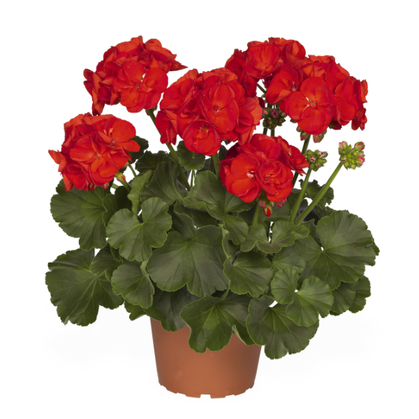Geranium Zonal pelargonium zonale 'Survivor Scarlet'