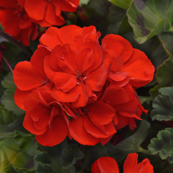 Geranium Zonal pelargonium zonale 'Super Moon Bright Red'