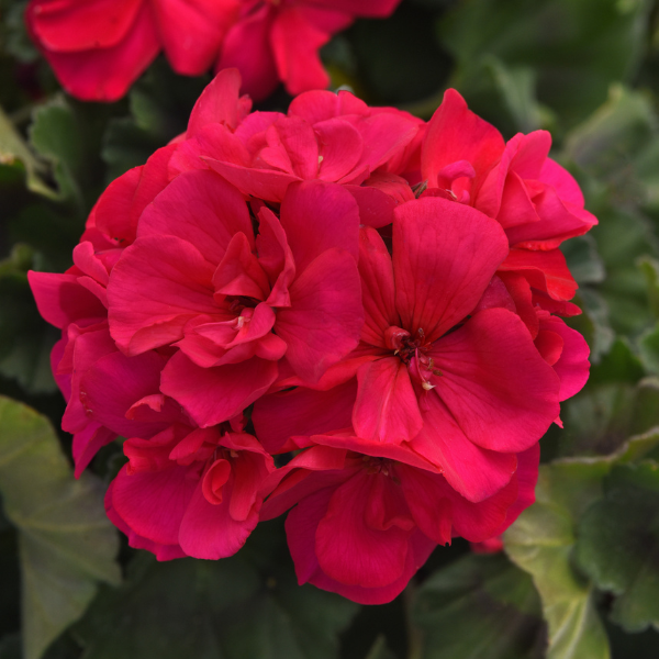 Geranium Zonal pelargonium zonale 'Super Moon Violet'