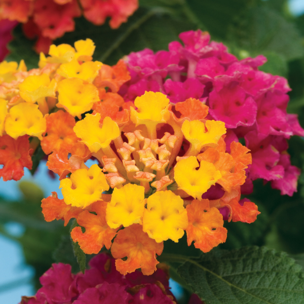 Lantana camara 'Bandana Cherry Sunrise'
