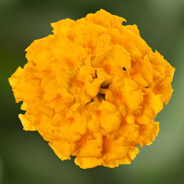 Lantana camara 'Bandana Gold'